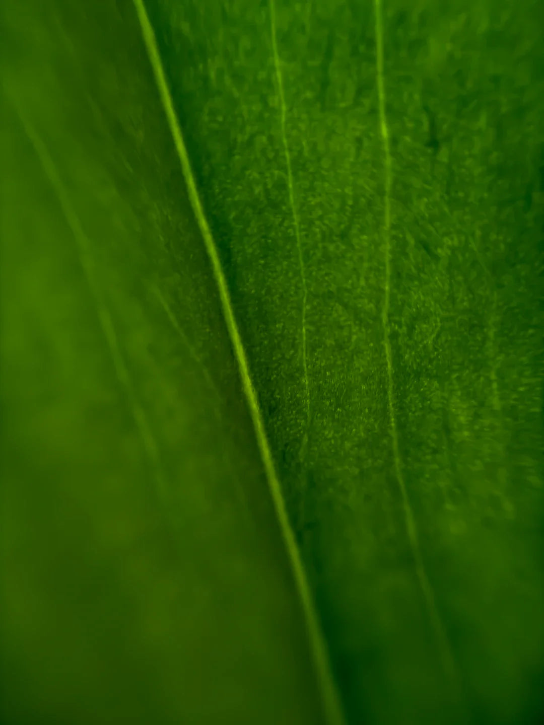 Unlocking the Beauty of Emerald Green Shades