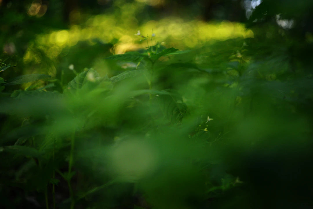 Emeralds and Their Connection to Nature