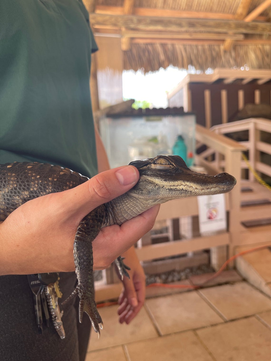 Emerald Alligator Rough